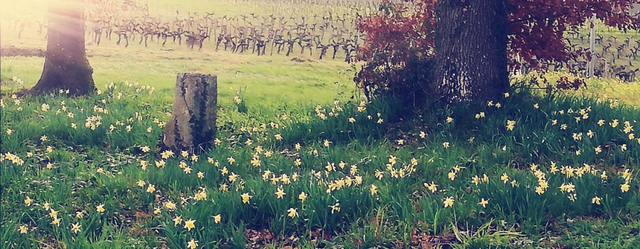 Saint-Genès-de-Castillon Moulin De Bigorre 빌라 외부 사진
